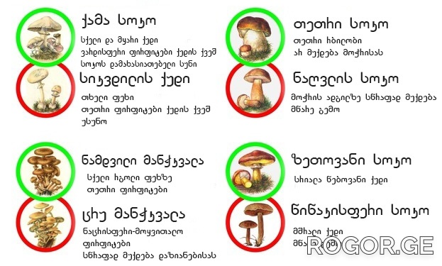 rogor-1667890355.jpg