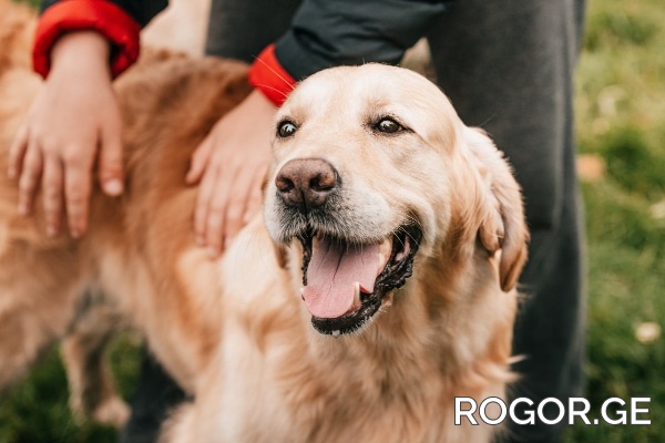 breath-golden-park-1673855691.jpg