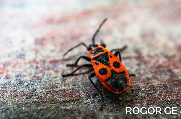 rogor-1683184144.jpg