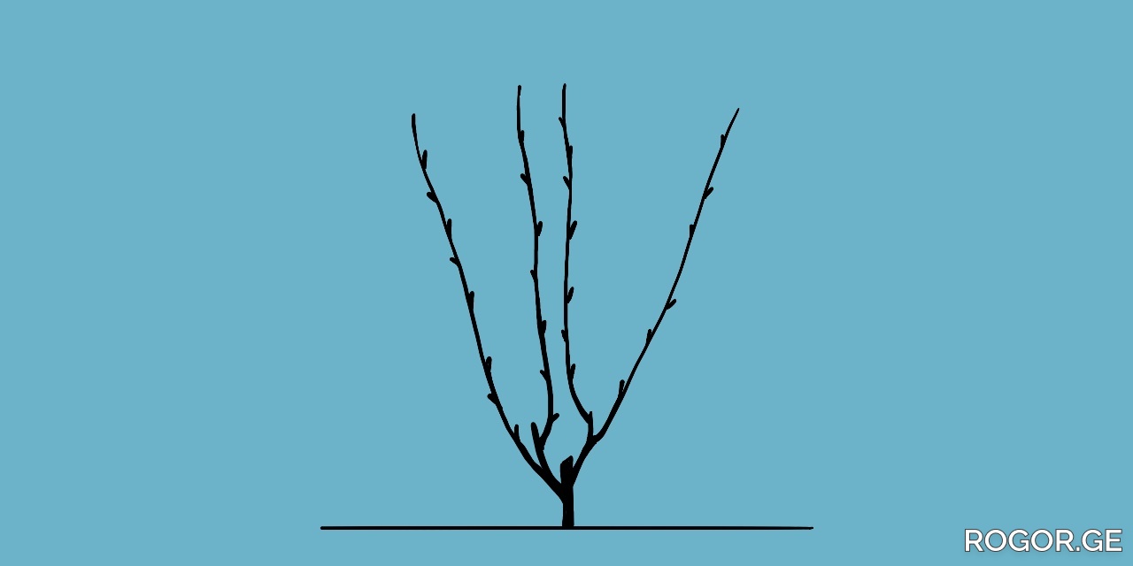 5-1727860157.jpg