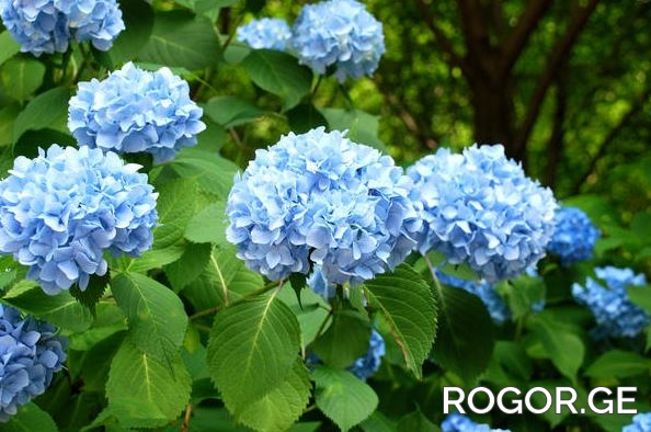 hortenzia-1774854167.jpg